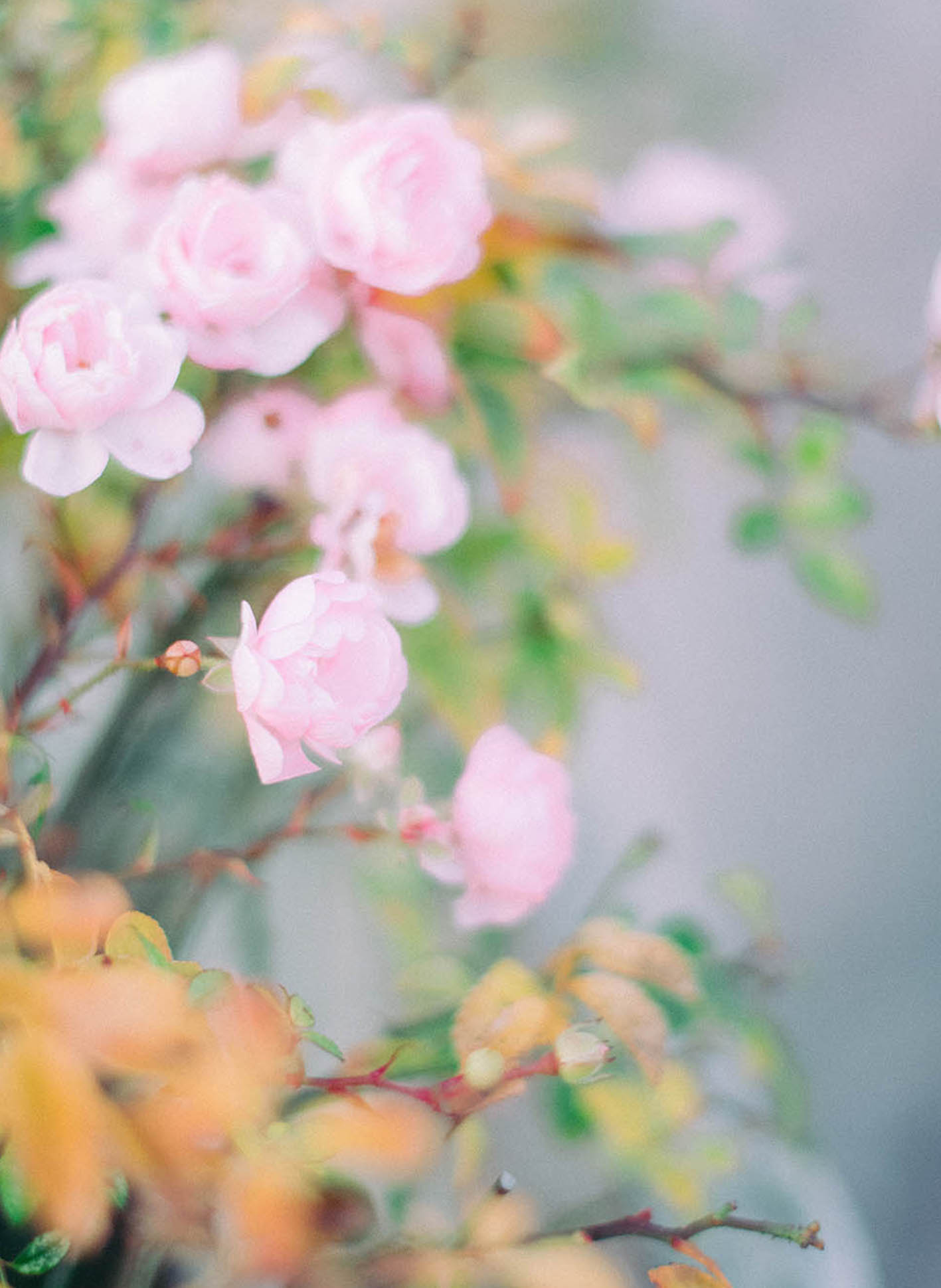 Pink roses flowering in one of the themed gardens at Villa Ephrussi de Rothschild
